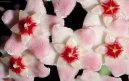 Pokojov� rostliny:  > Hoja, voskovka (Hoya)