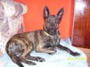 Ps� plemena:  > Holandsk� ov��k (Dutch Shepherd Dog)