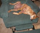 Ps� plemena:  > Horsk� honic� pes (Mountain Cur)
