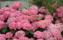 Pokojov� rostliny:  > Hortenzie velkolist� (Hydrangea)