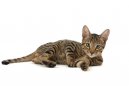 Ko�ky: Klidn� > Household Pet (Serengeti Cat)
