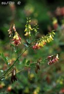 Pokojov� rostliny:  > Huang Qi Chuang �chi (Astragalus membranaceus)