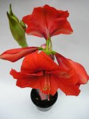 Pokojov� rostliny: Jedovat� > Hv�zdn�k, zornice, amarylis (Hippeastrum)