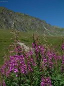 Pokojov� rostliny: Skalni�ky > Hvozd�k alp�nsk� (Dianthus Alpinus)