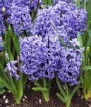 Pokojov� rostliny: Jedovat� > Hyacint v�chodn� (Hyacinthus  orientalis)