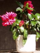 Fotky: Ibi�ek ��nsk� (foto, obrazky)