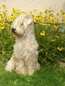 Ps� plemena:  > Irsk� jemnosrst� p�eni�n� teri�r (Irish Soft Coated Wheaten Terrier)