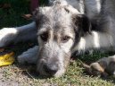 Ps� plemena:  > Irsk� vlkodav (Irish Wolfhound)