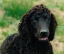 Ps� plemena:  > Irsk� vodn� �pan�l (Irish Water Spaniel)
