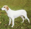 Ps� plemena:  > Istrijsk� kr�tkosrst� honi� (Istrian short-haired Hound)