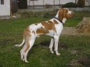 :  > Italsk� oha� (Bracco Italiano, Italian Pointing Dog)