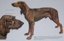 :  > Italsk� segugio kr�tkosrst� (Italian Short-haired Hound)