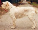 :  > Italsk� spinone (Spinone Italiano, Italian Wire-haired Pointing Dog)