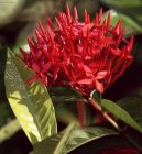 Ixora �arlatov�