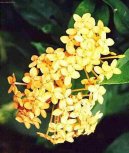 Pokojov� rostliny:  > Ixora �arlatov� (Ixora coccinea)