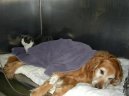 Ps� plemena:  > Jak se starat o pejska s onemocn�n�m srdce (Caring for older dogs)