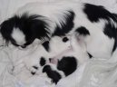 Ps� plemena:  > Japan chin, Japonsk� �in, Japon��k (Chin, Japanese Chin)