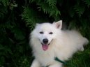 Ps� plemena:  > Japonsk� �pic (Japanese Spitz, Nihon Supittsu)