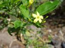 Pokojov� rostliny:  > Jasm�n (Jasminum officinale)