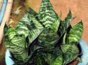 Pokojov� rostliny:  > Tch�nin jazyk, tenura (Sansevieria)