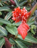 Pokojov� rostliny:  > Jelen� jazyk (Phyllitis)