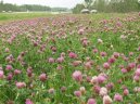 Pokojov� rostliny:  > Jetel Lu�n� (Trifolium pratense)