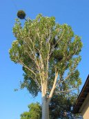 Pokojov� rostliny:  > Jmel� (Viscum album L.)