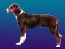 Ps� plemena:  > Jugosl�vsk� trikolorn� honi� (Serbian Tricolour Hound)