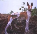 Ps� plemena:  > Kan�rsk� podenco (Podenco Canario)