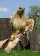 Ps� plemena:  > K�n� b�lochvost� (Buteo rufinus) (Poran�n� voln� �ij�c� zv��ata)