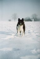 Ps� plemena:  > Karelsk� medv�d� pes (Karjalankarhukoira, Karelian Bear Dog)