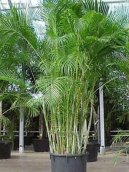 Chrysalidokarpus na�loutl�