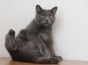 Ko�ky: Velmi temperamentn� > Kartouzsk� ko�ka, �artr�z (Chartreux Cat)