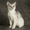 :  > Keltsk� kr�tkosrst� ko�ka (Celtic Shorthair)