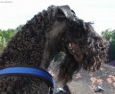 Ps� plemena:  > Kerry blue terier (Kerry Blue Terrier)