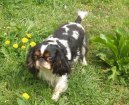 :  > King Charles �pan�l (King Charles Spaniel)