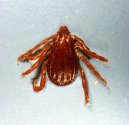 :  > Kl횝ata a Boreli�za (Ticks and fleas)