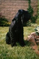 Fotky: Kn�ra� velk� (foto, obrazky)