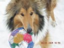 :  > Kolie dlouhosrst� (Collie Rough)