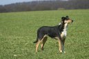 :  > Kolie kr�tkosrst� (Smooth Collie)