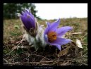 :  > Koniklec Obecn� (Pulsatilla vulgaris)