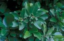 :  > Korynokarpus, kyjovec hladk� (Corynocarpus laevigatus)