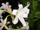 :  > K��n (Crinum)