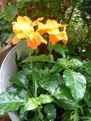 Krosandra, t�epenitka