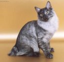 :  > Kurilsk� bobtail kr�tkosrts� (Kurilean Bobtail Shorthair)