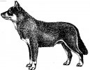 Ps� plemena:  > Lapinporokoira (Lapinporokojra, Lapponian herder, Finnish reindeer herder)