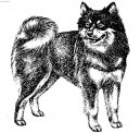 Ps� plemena:  > Laponsk� pes (Swedish Lapphund, Ruotsinlapinkoira, Lapphund)