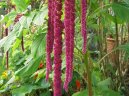 Pokojov� rostliny:  > L�skavec (Amaranthus)