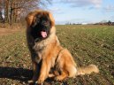 Ps� plemena:  > Leonberger