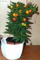 Pokojov� rostliny:  > Lilek ozdobn� (Solanum capsicastrum)